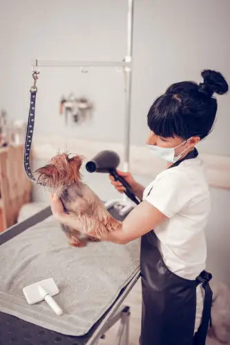 holding-cute-dog-worker-grooming.jpg