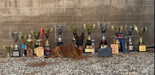 Prestige Protection Dogs - Texas City business