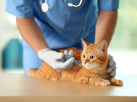 Dry Creek Veterinary Hospital - Alameda business