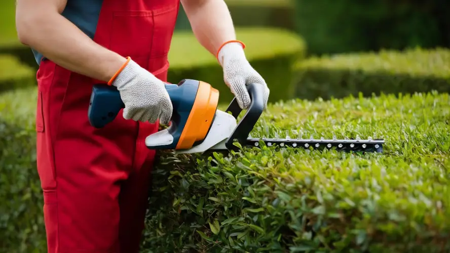 cutting-trimming-hedges.jpg
