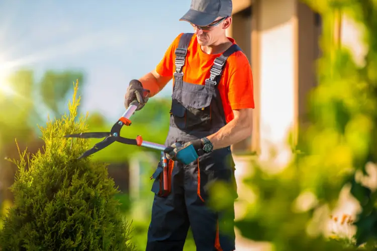 landscaper-trimming-bushes-outdoor-yard.jpg