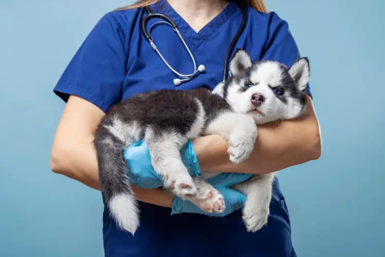 veterinary-nurse-holding-husky-puppy.jpg