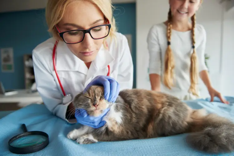 female-vet-checking-cat-with-owner.jpg
