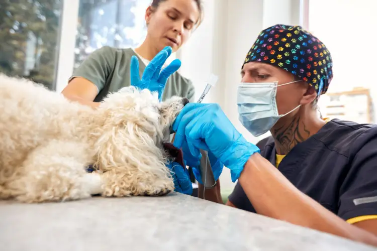 veterinarian-giving-injection-to-dog.jpg