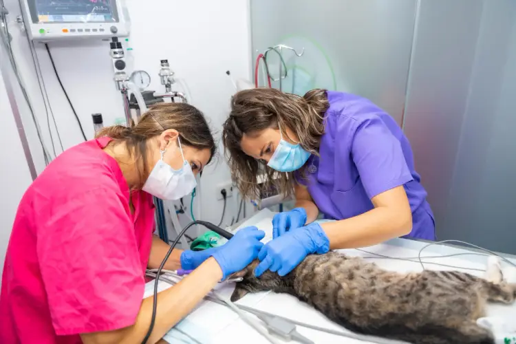 veterinary-surgeons-operating-on-cat.jpg