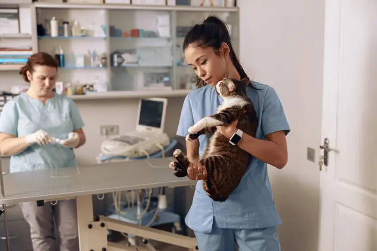veterinary-nurse-holding-cat.jpg