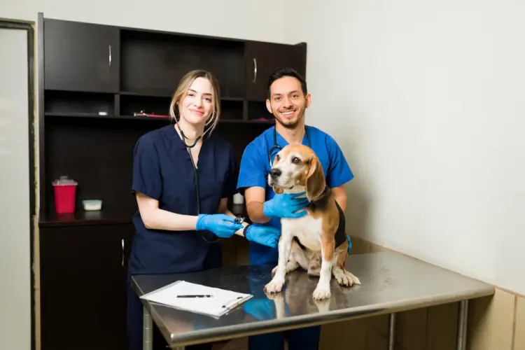 veterinarians-checkup-beagle-dog-clinic.jpg