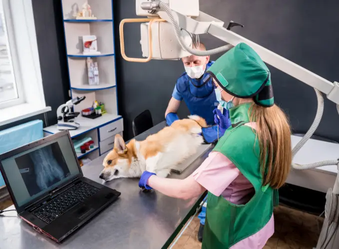 xray-procedure-corgi-veterinary-clinic.jpg