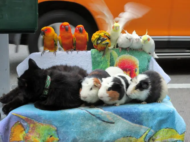 variety-of-pets-on-display.jpg