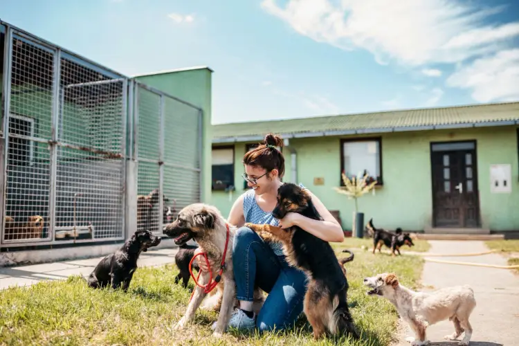 animal-shelter-worker-playing-with-dogs.jpg