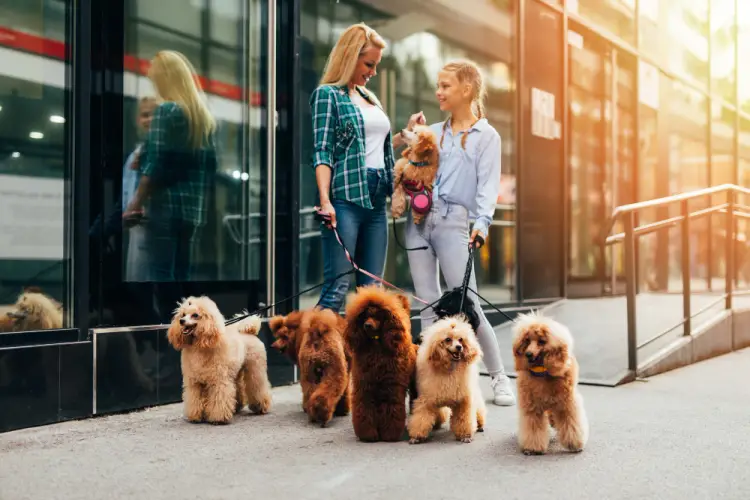 professional-dog-walking-service.jpg