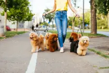 Charlotte City Pets Dog Walking & Pet Sitting business