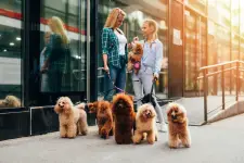 The Soggy Doggy business