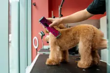 Gold Standard Dog Grooming - Charlotte business