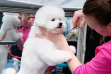 Whiskers Dog Spa business