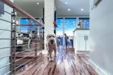 All Purpose K-9 - Columbus business