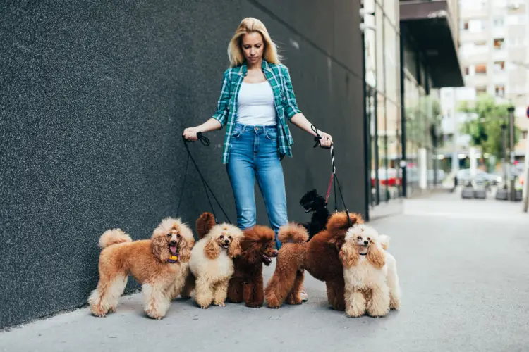 dog-walker-walking-poodles-in-urban-area.jpg