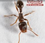 Emergency Plumbers Near Me in Colorado  - 24/7 Plumbing Help - Colorado Springs - Insect Control listing