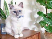 Adorable  Ragdoll Kittens male and female - Dallas - General listing