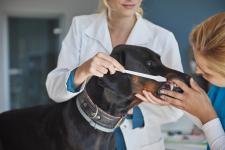 Professional Veterinary Dental Care in California - Routine Checkups listing in Sacramento