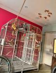 Congo African Grey Parrot - Pets Sitting listing in Miami