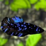 Beautiful Avatar Betta Fish - Other Hobbies listing in Albany