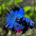 Beautiful Avatar Betta Fish - photo 2 / 6