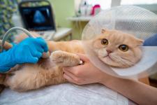Advanced Pet Radiology Hospital for Precise Diagnosis - Routine Checkups listing in Alameda
