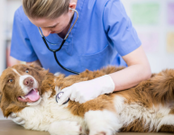 Get Best Veterinary Ultrasound Services - Routine Checkups listing in Sacramento