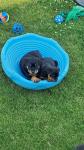 German Rottweiler Puppies Available - photo 2 / 3