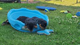 German Rottweiler Puppies Available - photo 3 / 3
