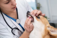 Trusted Veterinary Dental Care for Healthy Pet Smiles - Routine Checkups listing in Sacramento
