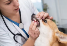 Keep Your Pet Smiling with Professional Veterinary Dental Care in Sacr - Routine Checkups listing in Sacramento