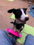 PJH Dog Training - New York Dog Training - Group & Individual Walks listing in Manhattan
