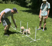 PJH Dog Training - New York Dog Training - photo 4 / 6