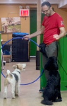 PJH Dog Training - New York Dog Training - photo 2 / 6