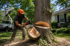 Safe and Efficient Tree Removal Services for Rochester Properties - Tree Trimming listing in Rochester