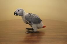 African grey parrot - photo 2 / 5