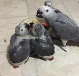African grey parrot - General listing in Miami