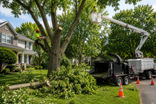 Trusted Tree Service Buffalo, NY Safe and Expert Tree Care - Tree Trimming listing in Buffalo