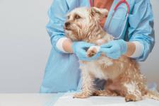 Animal Dental Cleaning Benefits Every Pet Owner Should Know - Emergency Care listing in San Diego