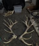 Trophy Elk Antlers – Matching Shed Sets & Mounted Bull for Sale - photo 2 / 3