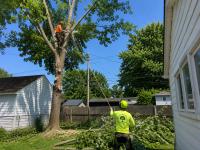 Tree Removal Rochester NY Services for Safe and Healthy Outdoor - Tree Trimming listing in Rochester