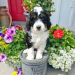 Puppies - Businesses for Sale listing in Springfield