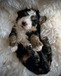 Micro Bernedoodle - photo 2 / 4