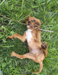 Cavalier King Charles Spaniel - photo 2 / 6