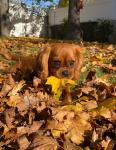 Cavalier King Charles Spaniel - photo 4 / 6