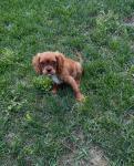 Cavalier King Charles Spaniel - photo 5 / 6