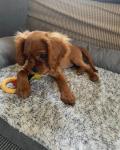 Cavalier King Charles Spaniel - photo 6 / 6