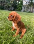 Cavalier King Charles Spaniel - Dog Sitting listing in Houston
